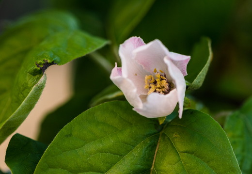 Macro and Flowers